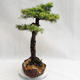 Venkovní bonsai -Larix decidua - Modřín opadavý VB2019-26710 - 3/5