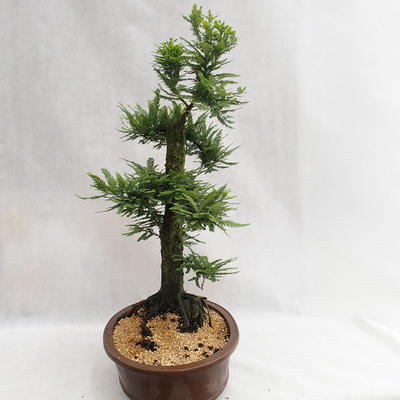 Venkovní bonsai - Metasequoia glyptostroboides - Metasekvoje čínská malolistá  VB2019-26711 - 3