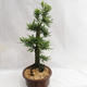 Venkovní bonsai - Metasequoia glyptostroboides - Metasekvoje čínská malolistá  VB2019-26711 - 3/6