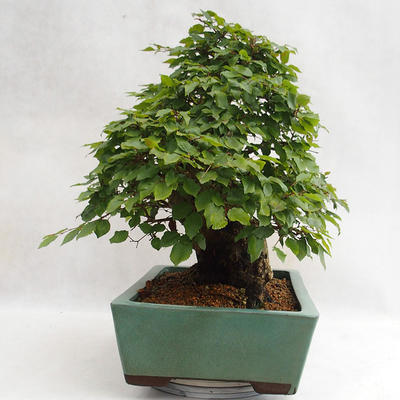 Venkovní bonsai - Habr korejsky - Carpinus carpinoides VB2019-26715 - 3
