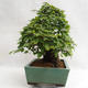 Venkovní bonsai - Habr korejsky - Carpinus carpinoides VB2019-26715 - 3/5