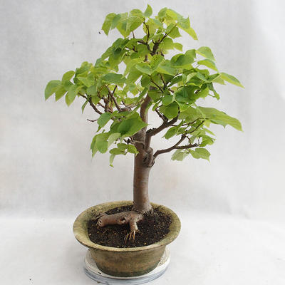 Venkovní bonsai - Lípa srdčitá - Tilia cordata 404-VB2019-26717 - 3