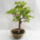 Venkovní bonsai - Lípa srdčitá - Tilia cordata 404-VB2019-26717 - 3/5