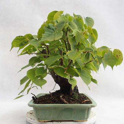 Venkovní bonsai - Lípa srdčitá - Tilia cordata 404-VB2019-26719 - 3