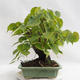 Venkovní bonsai - Lípa srdčitá - Tilia cordata 404-VB2019-26719 - 3/5