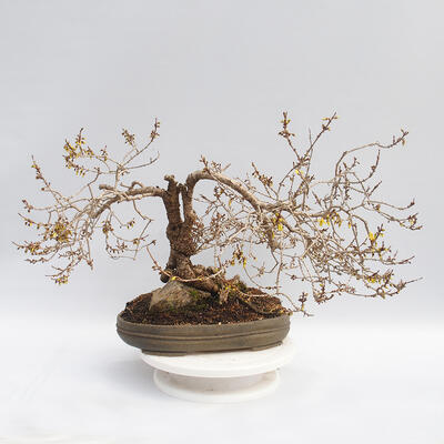 Venkovní bonsai - Zlatice - Forsythia intermedia maluch - 3