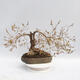 Venkovní bonsai - Zlatice - Forsythia intermedia maluch - 3/5