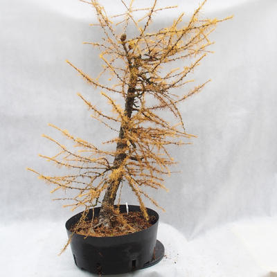 Venkovní bonsai -Modřín opadavý - Larix decidua - 3