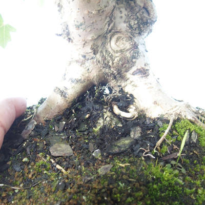 Venkovní bonsai-Acer campestre-Javor babyka 408-VB2019-26807 - 3