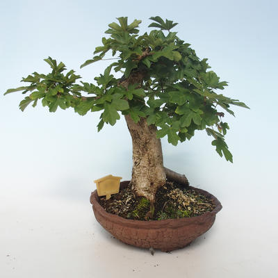 Venkovní bonsai-Acer campestre-Javor babyka 408-VB2019-26808 - 3