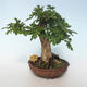 Venkovní bonsai-Acer campestre-Javor babyka 408-VB2019-26808 - 3/3