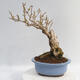 Venkovní bonsai - Zlatice - Forsythia intermedia Week End - 3/5