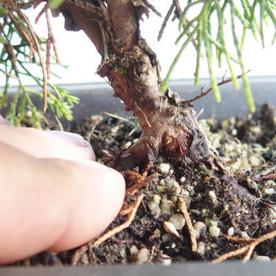 Venkovní bonsai - Juniperus chinensis Itoigava-Jalovec čínský VB2019-26888 - 3