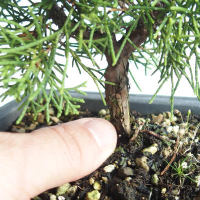 Venkovní bonsai - Juniperus chinensis Itoigava-Jalovec čínský VB2019-26893 - 3