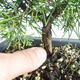 Venkovní bonsai - Juniperus chinensis Itoigava-Jalovec čínský VB2019-26893 - 3/3