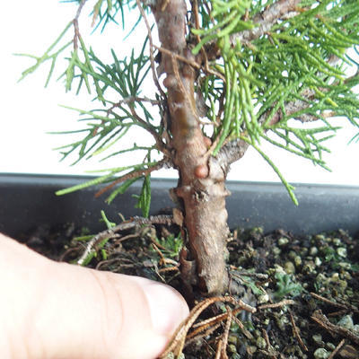Venkovní bonsai - Juniperus chinensis Itoigava-Jalovec čínský VB2019-26896 - 3