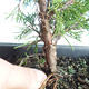 Venkovní bonsai - Juniperus chinensis Itoigava-Jalovec čínský VB2019-26896 - 3/3