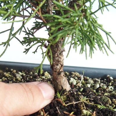 Venkovní bonsai - Juniperus chinensis Itoigava-Jalovec čínský VB2019-26898 - 3