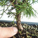 Venkovní bonsai - Juniperus chinensis Itoigava-Jalovec čínský VB2019-26898 - 3/3