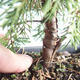 Venkovní bonsai - Juniperus chinensis Itoigava-Jalovec čínský VB2019-26899 - 3/3