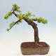 Venkovní bonsai -Larix decidua - Modřín opadavý - 3/7