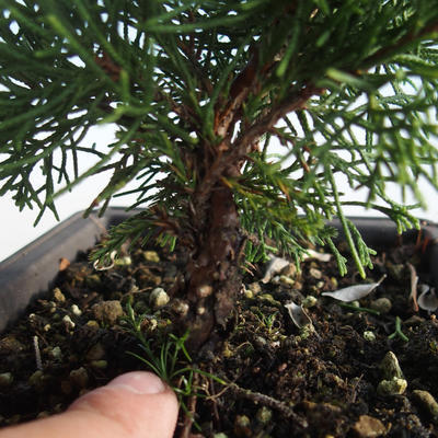 Venkovní bonsai - Juniperus chinensis Itoigava-Jalovec čínský VB2019-26905 - 3