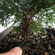 Venkovní bonsai - Juniperus chinensis Itoigava-Jalovec čínský VB2019-26905 - 3/3