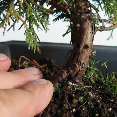 Venkovní bonsai - Juniperus chinensis Itoigava-Jalovec čínský VB2019-26907 - 3