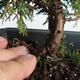Venkovní bonsai - Juniperus chinensis Itoigava-Jalovec čínský VB2019-26907 - 3/3