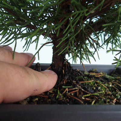 Venkovní bonsai - Juniperus chinensis Itoigava-Jalovec čínský VB2019-26913 - 3