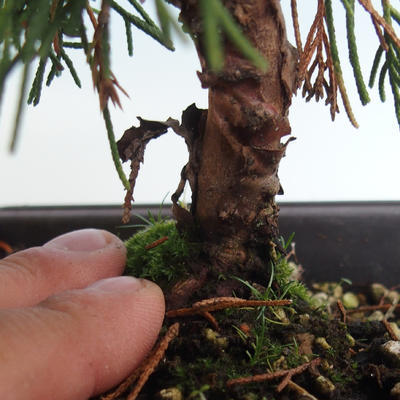 Venkovní bonsai - Juniperus chinensis Itoigava-Jalovec čínský VB2019-26914 - 3