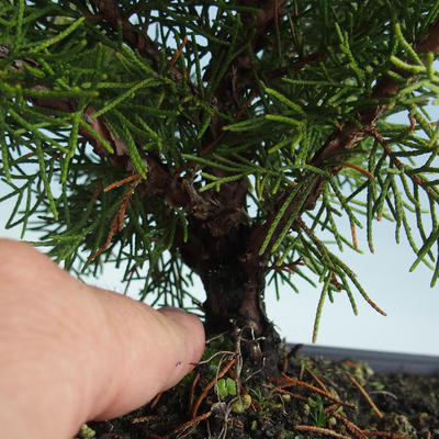 Venkovní bonsai - Juniperus chinensis Itoigava-Jalovec čínský VB2019-26918 - 3