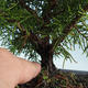 Venkovní bonsai - Juniperus chinensis Itoigava-Jalovec čínský VB2019-26918 - 3/3