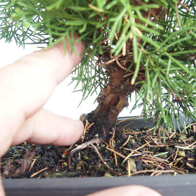 Venkovní bonsai - Juniperus chinensis Itoigava-Jalovec čínský VB2019-26922 - 3