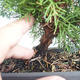 Venkovní bonsai - Juniperus chinensis Itoigava-Jalovec čínský VB2019-26922 - 3/3