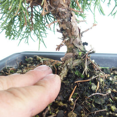 Venkovní bonsai - Juniperus chinensis Itoigava-Jalovec čínský VB2019-26923 - 3