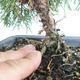 Venkovní bonsai - Juniperus chinensis Itoigava-Jalovec čínský VB2019-26923 - 3/3