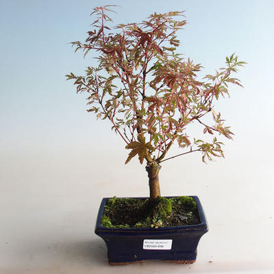 Venkovní bonsai -Javor dlanitolistý Acer palmatum Butterfly VB2020-696 - 3