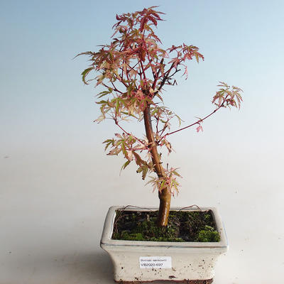 Venkovní bonsai -Javor dlanitolistý Acer palmatum Butterfly VB2020-697 - 3