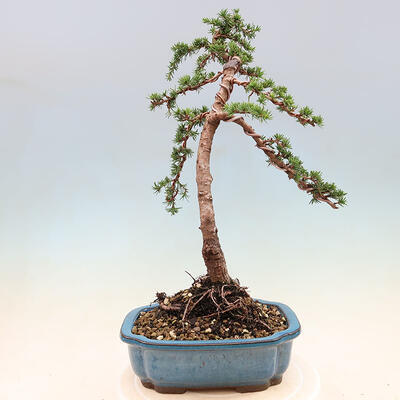 Venkovní bonsai - Cedrus Libani Brevifolia - Cedr zelený - 3