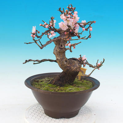 Venkovní bonsai -Japonská meruňka - Prunus Mume - 3