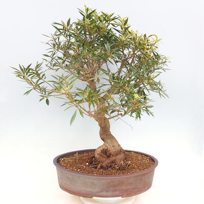 Pokojová bonsai - Ficus nerifolia -  malolistý fíkus - 3