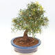 Pokojová bonsai - Ficus nerifolia -  malolistý fíkus - 3/6