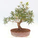 Pokojová bonsai - Ficus nerifolia -  malolistý fíkus - 3/5