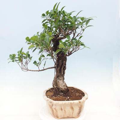 Pokojová bonsai - Ficus kimmen -  malolistý fíkus - 3