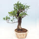 Pokojová bonsai - Ficus kimmen -  malolistý fíkus - 3/6