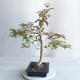 Pokojová bonsai - Australská třešeň - Eugenia uniflora - 3/4
