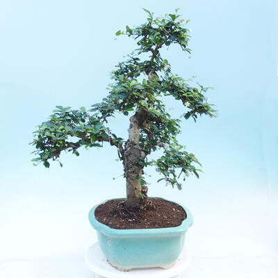 Pokojová bonsai - Carmona macrophylla - Čaj fuki - 3