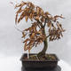 Venkovní bonsai -Habr obecný - Carpinus carpinoides - 3/5