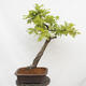 Venkovní bonsai Quercus Cerris - Dub Cer - 3/5